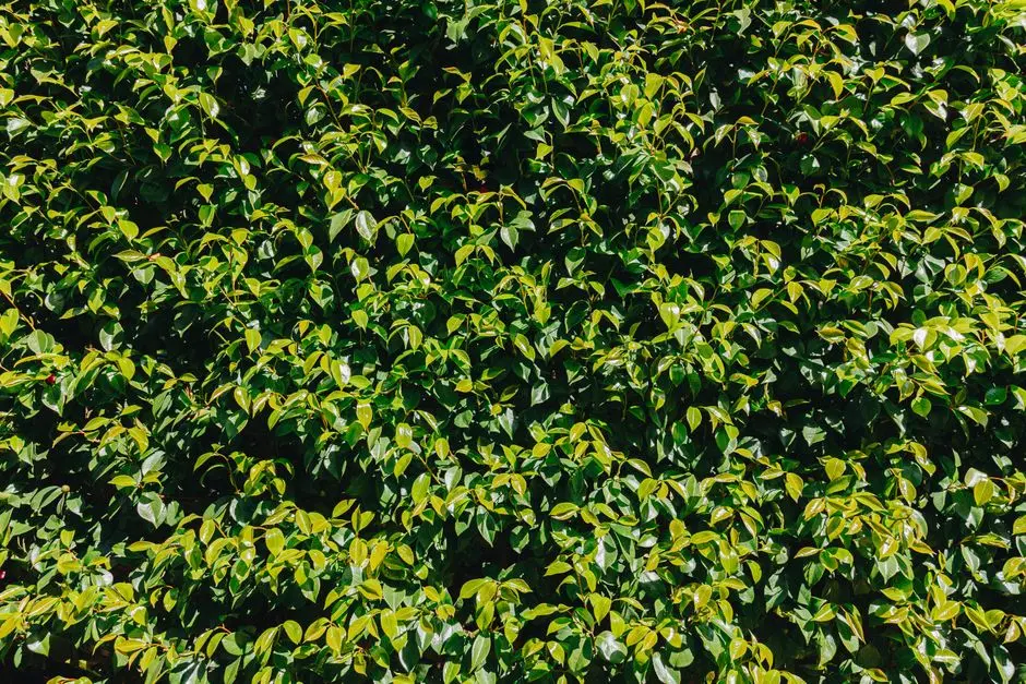 Greens & Outdoors at ASSETZ CODENAME THE FIRST BLOOM, Devanahalli, Bangalore