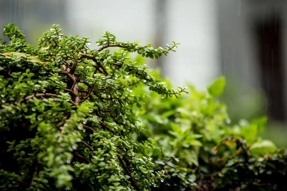 Greens & Outdoors at ASSETZ CODENAME THE FIRST BLOOM, Devanahalli, Bangalore