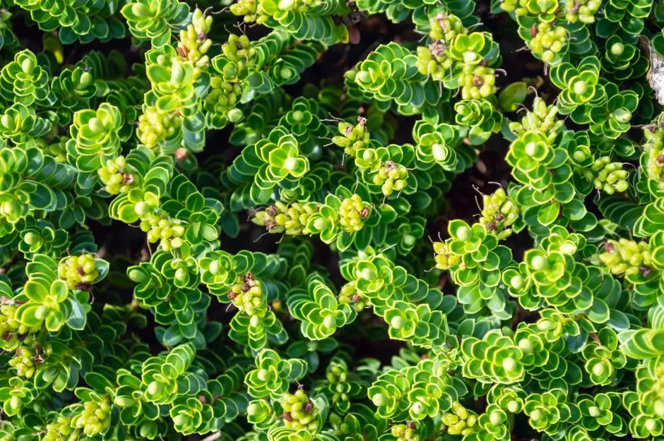 Greens & Outdoors at ASSETZ HOSKOTE, Bangalore