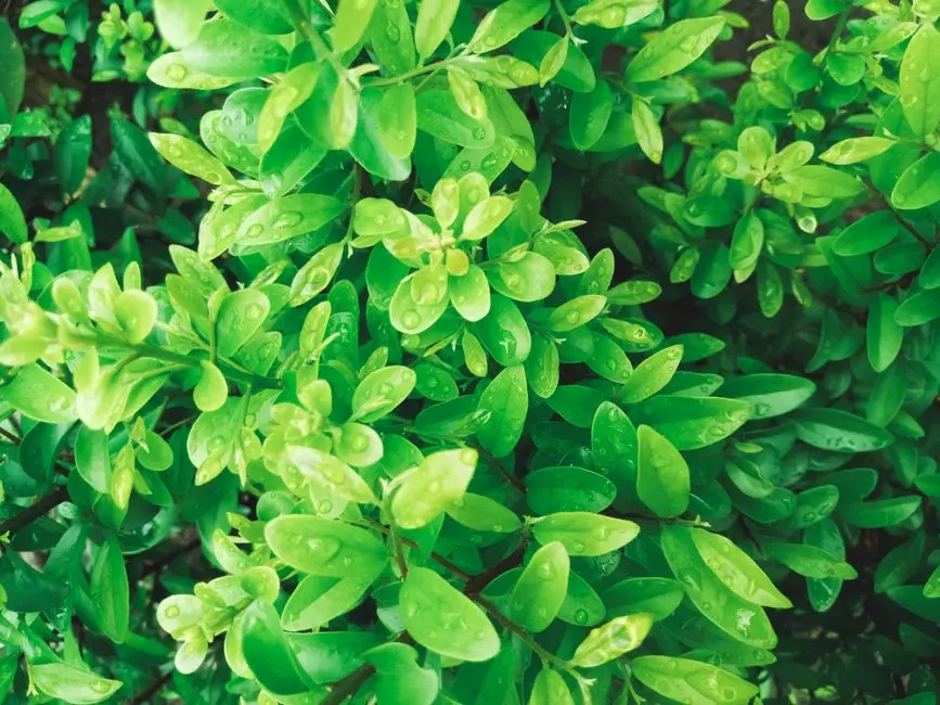 Greens & Outdoors at ASSETZ CODENAME MIWA, Bagalur, Bangalore