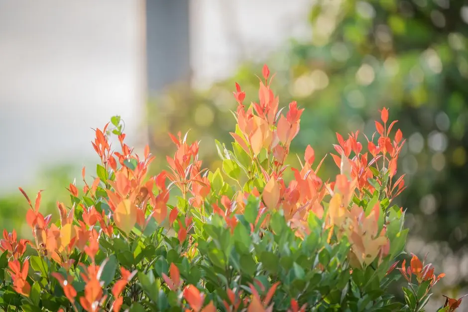 Greens & Outdoors at ASSETZ SOHO AND SKY PHASE 1, Jakkur, Bangalore