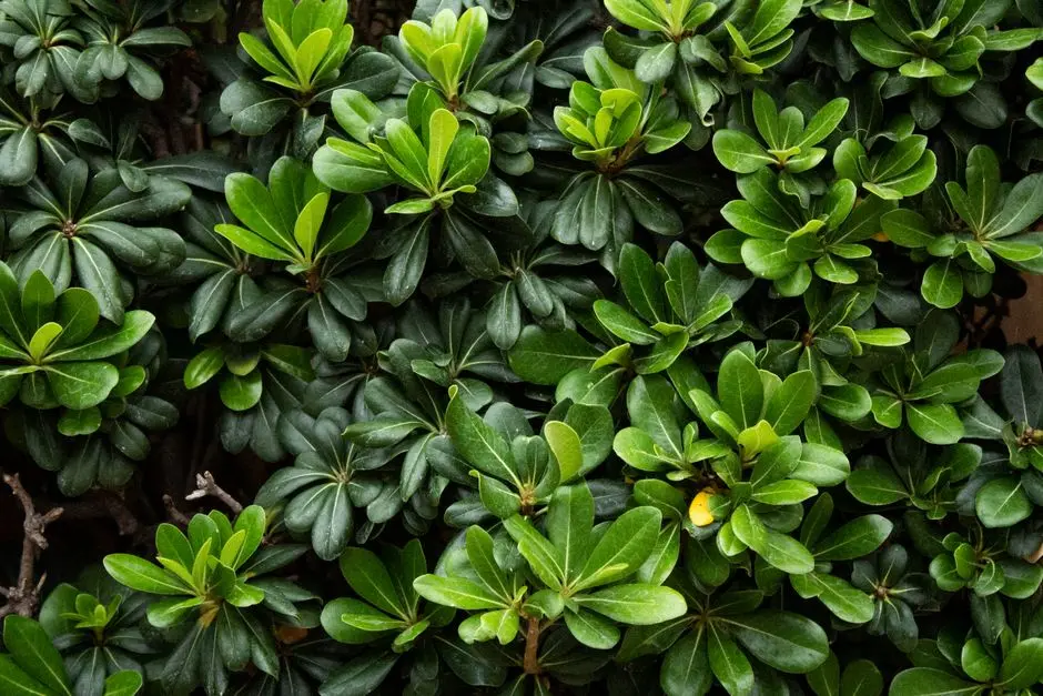 Greens & Outdoors at ASSETZ MARQ 3, Whitefield, Bangalore