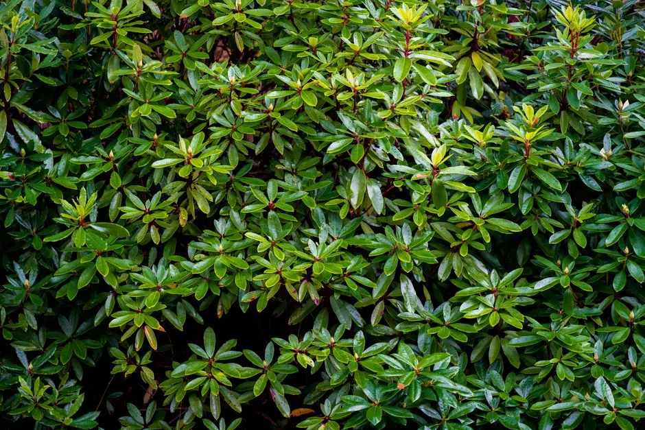 Greens & Outdoors at ASSETZ NARI & NAMI, Bangalore